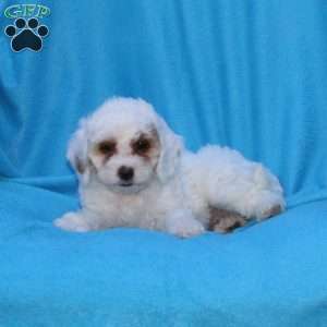 Sugar, Cockapoo Puppy